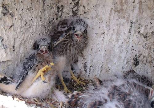 Twenty days old by FWC Research is licensed under CC BY-NC-ND 2.0